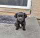 Mixed Puppies for sale in 1700 N McDivitt Ave, Compton, CA 90221, USA. price: $160