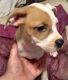 Mixed Puppies for sale in Des Moines, IA, USA. price: NA