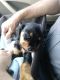 Mixed Puppies for sale in Port Richey, FL, USA. price: NA