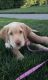 Mixed Puppies for sale in Tri-Cities, WA, USA. price: NA