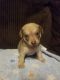 Mixed Puppies for sale in Bensalem, PA 19021, USA. price: NA