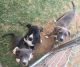 Mixed Puppies for sale in Tahoka, TX 79373, USA. price: NA