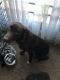 Mixed Puppies for sale in Alexandria, VA, USA. price: NA