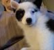 Mixed Puppies for sale in Cullison Rd, Utica, OH 43080, USA. price: NA