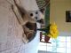 Mixed Puppies for sale in Cullison Rd, Utica, OH 43080, USA. price: NA