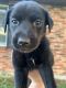 Mixed Puppies for sale in Columbia, MO, USA. price: NA