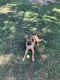 Mixed Puppies for sale in Simpsonville, SC, USA. price: NA