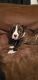 Mixed Puppies for sale in Norwich, CT, USA. price: NA