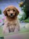 Mixed Puppies for sale in FSTRVL TRVOSE, PA 19053, USA. price: NA