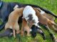 Mixed Puppies for sale in St Cloud, MN, USA. price: NA