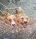 Mixed Puppies for sale in Eastover, SC 29044, USA. price: NA