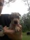 Mixed Puppies for sale in Bitely, MI 49309, USA. price: NA