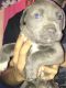 Mixed Puppies for sale in Baton Rouge, LA, USA. price: NA