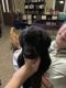 Mixed Puppies for sale in Onsted, MI 49265, USA. price: NA