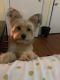 Mixed Puppies for sale in 14-10 New Haven Ave, Far Rockaway, NY 11691, USA. price: NA