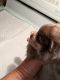 Mixed Puppies for sale in Andalusia, AL, USA. price: $425
