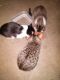 Mixed Cats for sale in Hager City, WI 54014, USA. price: NA