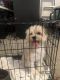 Mixed Puppies for sale in Lawrenceville, GA, USA. price: $250