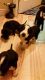 Mixed Puppies for sale in Castle Rock, WA 98611, USA. price: NA