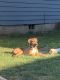 Mixed Puppies for sale in 9619 SE Foster Rd, Portland, OR 97266, USA. price: NA