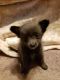 Mixed Puppies for sale in Stark County, OH, USA. price: $600