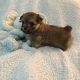 Mixed Puppies for sale in Benson, NC 27504, USA. price: NA
