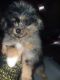 Mixed Puppies for sale in Portage, MI, USA. price: NA