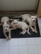 Mixed Puppies for sale in Dearborn Heights, MI, USA. price: NA