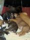 Mixed Puppies for sale in Grand Rapids, MI, USA. price: NA