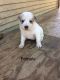 Mixed Puppies for sale in Lodi, CA, USA. price: $160