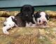 Mixed Puppies for sale in Finland, MN 55603, USA. price: NA