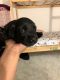 Mixed Puppies for sale in Arlington, VA, USA. price: NA