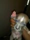 Mixed Puppies for sale in Hapeville, GA 30354, USA. price: NA