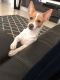 Mixed Puppies for sale in Pembroke Pines, FL, USA. price: NA