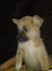 Mixed Puppies for sale in Edgewater, FL, USA. price: NA