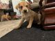 Mixed Puppies for sale in Dallas, TX, USA. price: $50
