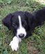 Mixed Puppies for sale in Rogersville, TN 37857, USA. price: NA