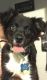 Mixed Puppies for sale in Glendale, CA 91202, USA. price: NA