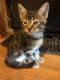 Mixed Cats for sale in 6975 Bluehill Ave, Las Vegas, NV 89156, USA. price: NA