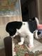 Mixed Puppies for sale in Charlotte, NC, USA. price: $100