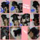 Mixed Puppies for sale in Providence, RI, USA. price: NA