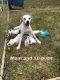 Mixed Puppies for sale in Homer, GA, USA. price: $200