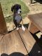 Mixed Puppies for sale in Columbus, OH, USA. price: $600
