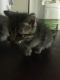 Mixed Cats for sale in Santa Fe, NM, USA. price: NA
