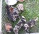 Mixed Puppies for sale in Hazel Park, MI 48030, USA. price: $295