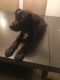 Mixed Puppies for sale in Kissimmee Dr, Poinciana, FL 34759, USA. price: NA