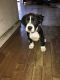 Mixed Puppies for sale in Oakland, CA, USA. price: $200