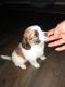 Mixed Puppies for sale in Dallas, TX 75248, USA. price: NA