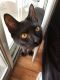 Mixed Cats for sale in Middletown, OH 45042, USA. price: NA