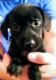 Mixed Puppies for sale in Akron, OH, USA. price: $500